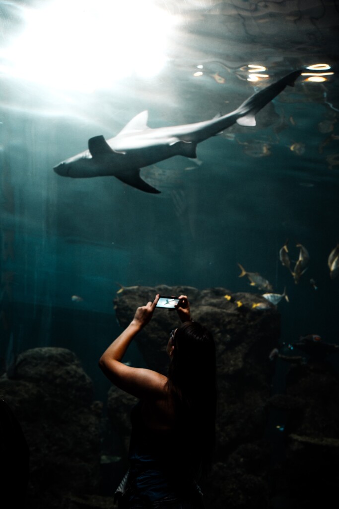 shark at the denver aquarium