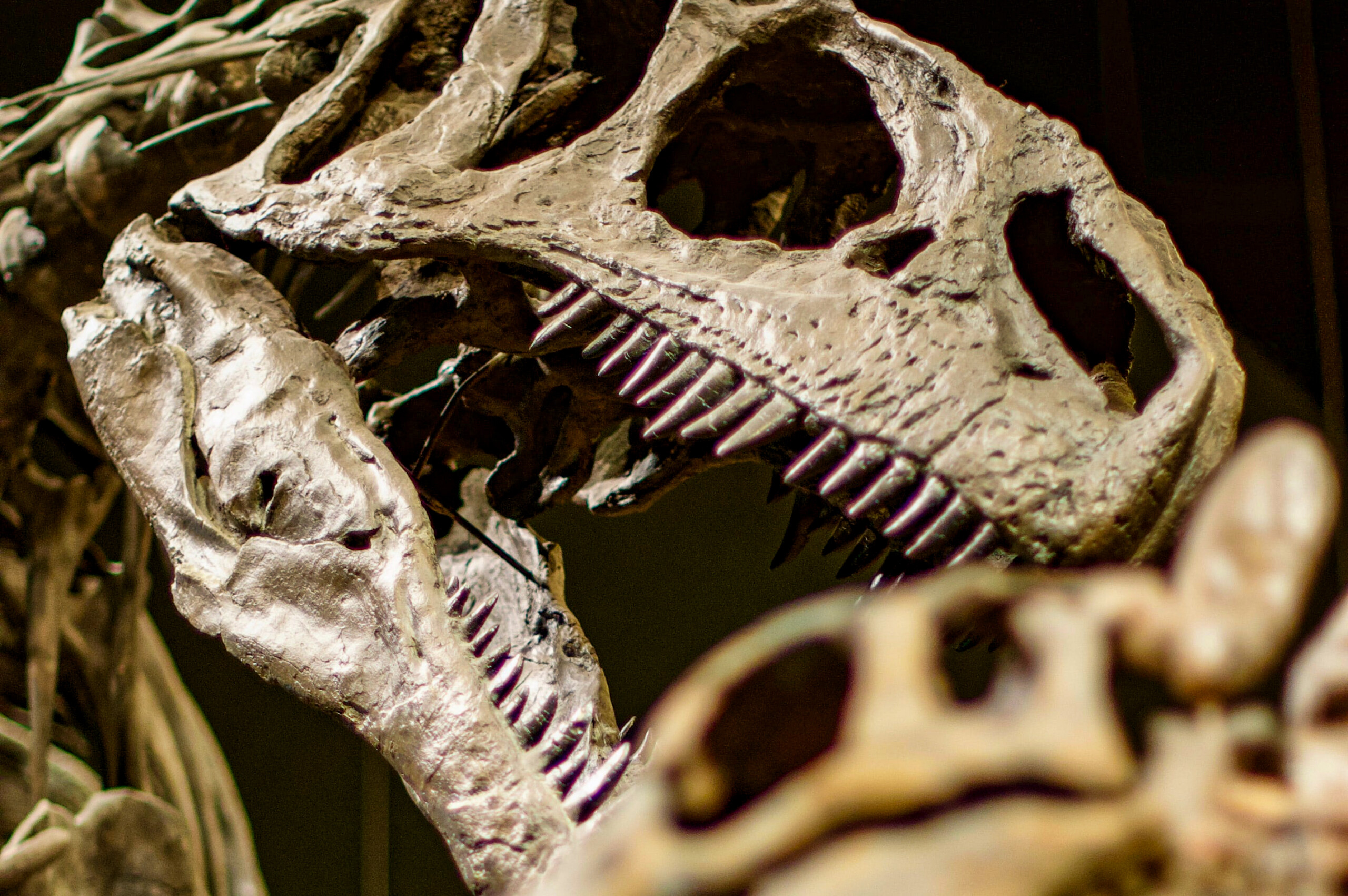 Dinosaur bones at the Denver Museum