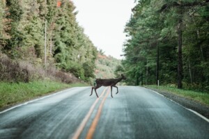 Deer crossing country road