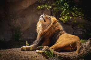 Lion sunbathing